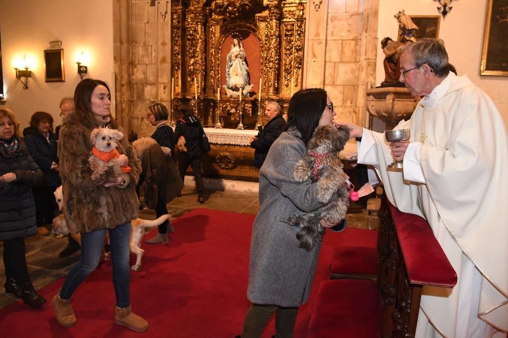 Bendición de mascotas en A Coruña