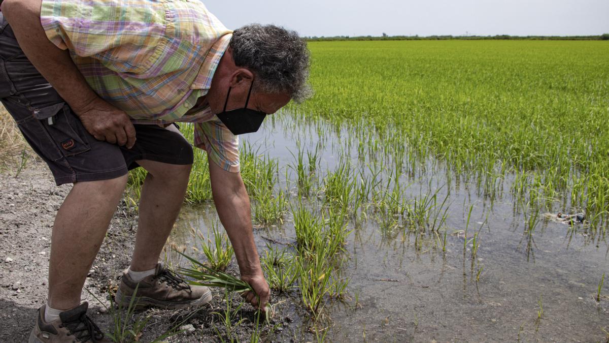 Un agricultor arranca las malas hierbas de su plantación.