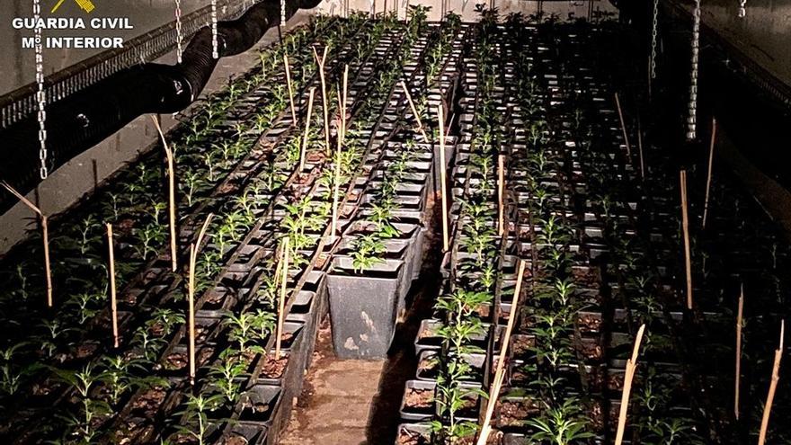 Desmantelado un centro de cultivo de marihuana que usaba contenedores de carga para su producción en Alicante