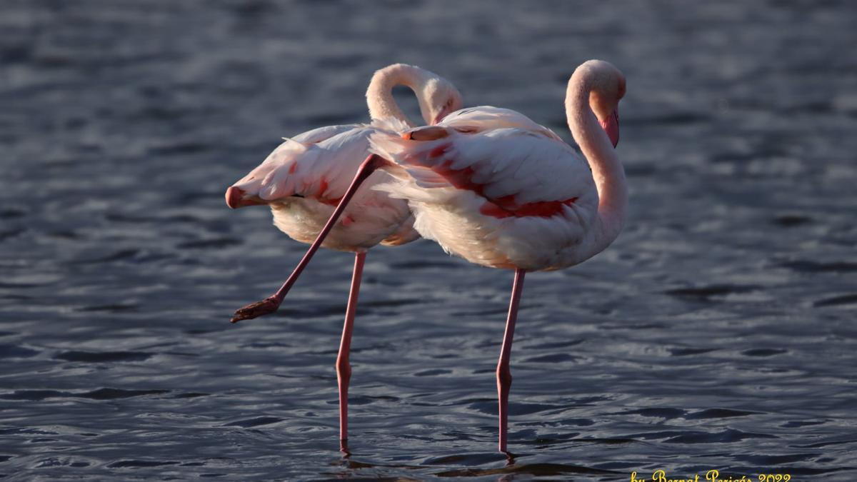 Dos flamencos rosas en las lagunas de s'Albufera