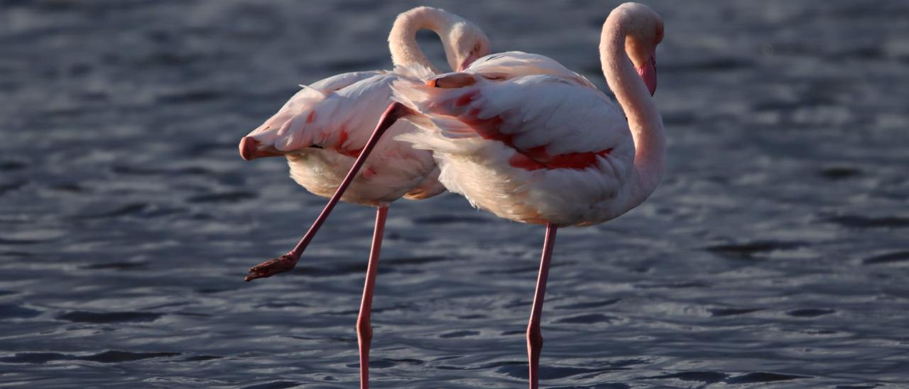 Dos flamencos rosas en las lagunas de s&#039;Albufera