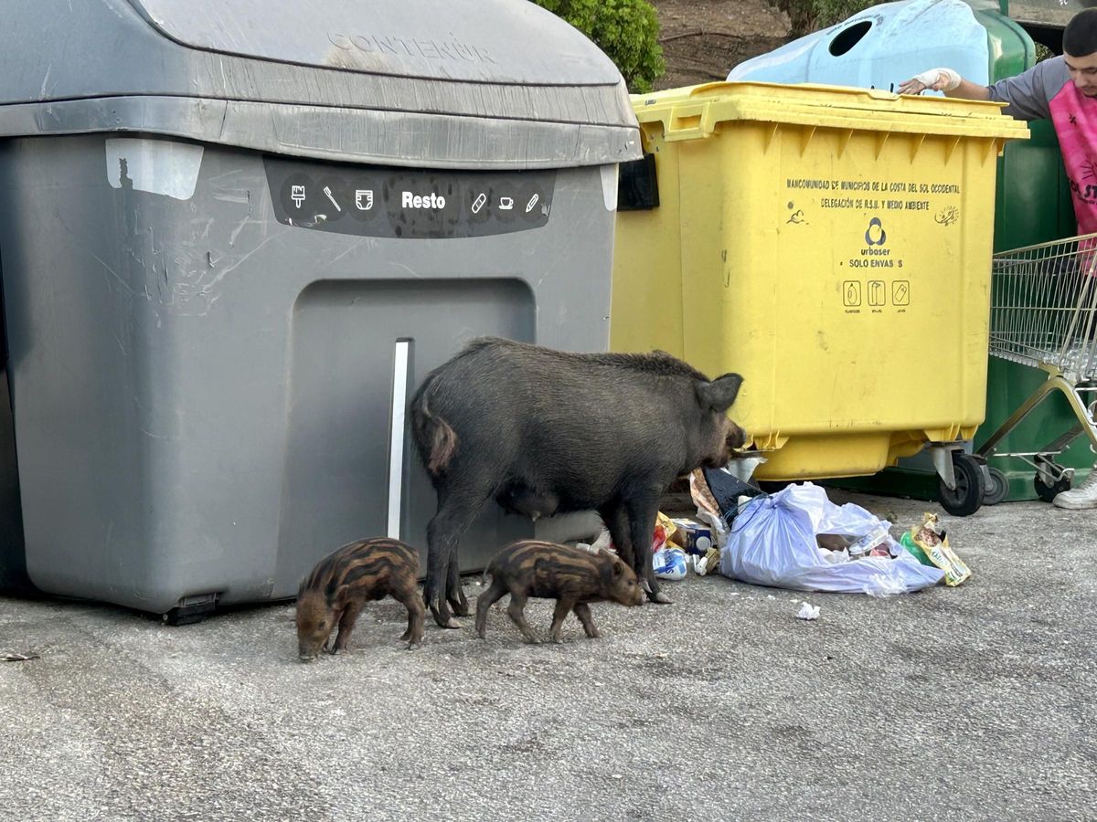 Una hembra de jabalí junto a sus crías se acerca a un contenedor en busca de alimentos.