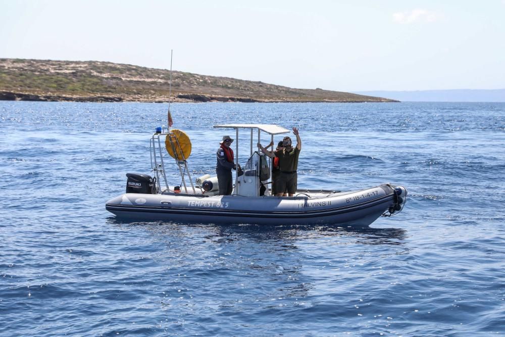 Liberadas tres tortugas en Ibiza