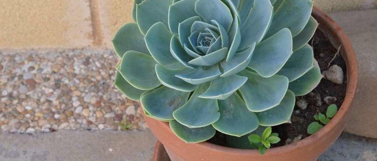 Un tiesto con una echeveria.