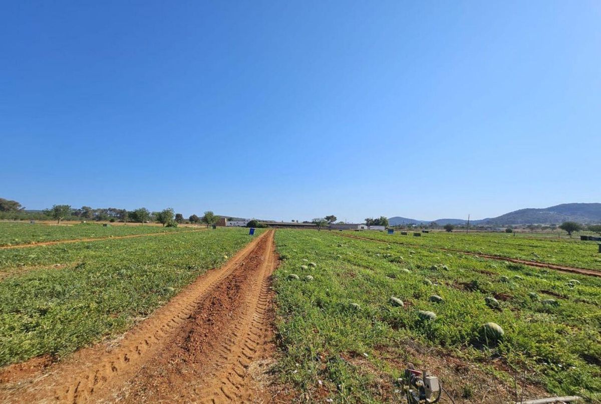 Extensión del cultivo de es Pla Roig de Sant Miquel.