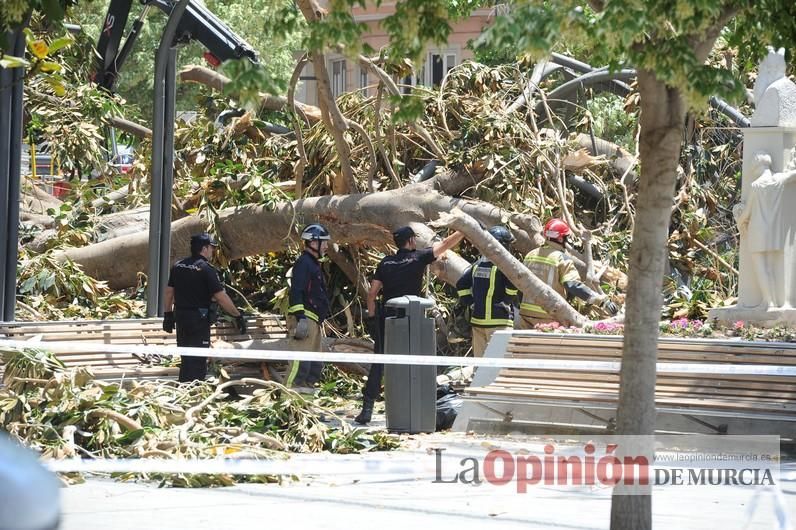 Cae parte del ficus de Santo Domingo en Murcia