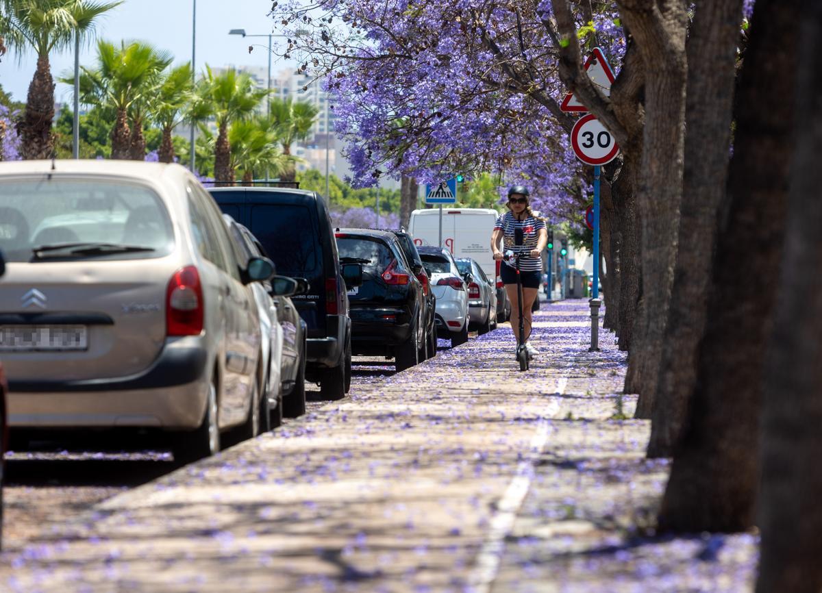 La avenida Pintor Pérez Gil, llena de la flor de las jacarandas, el pasado junio.