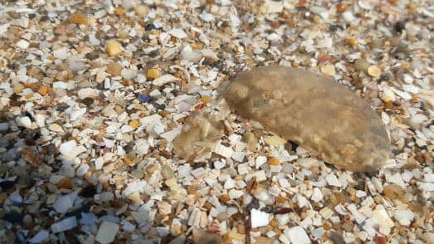 El Concello de Sada pide precaución en las playas urbanas tras detectar medusas