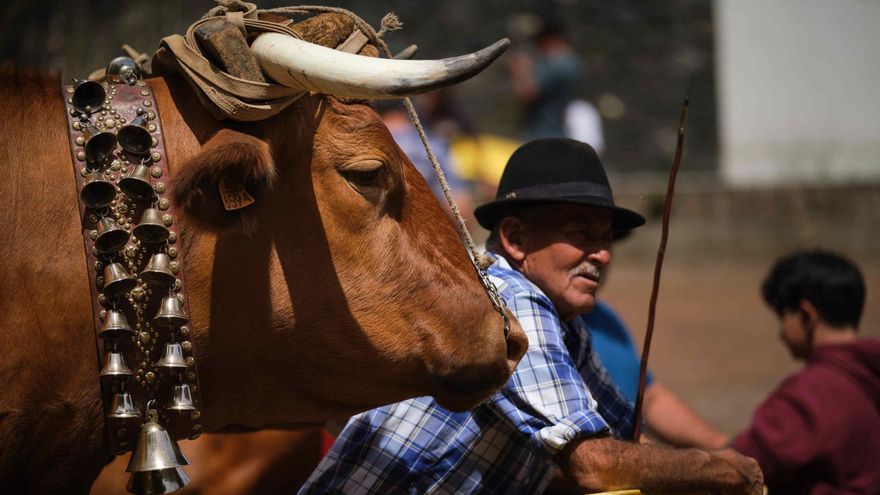 Casi medio centenar de reses participan en la Feria de Ganado