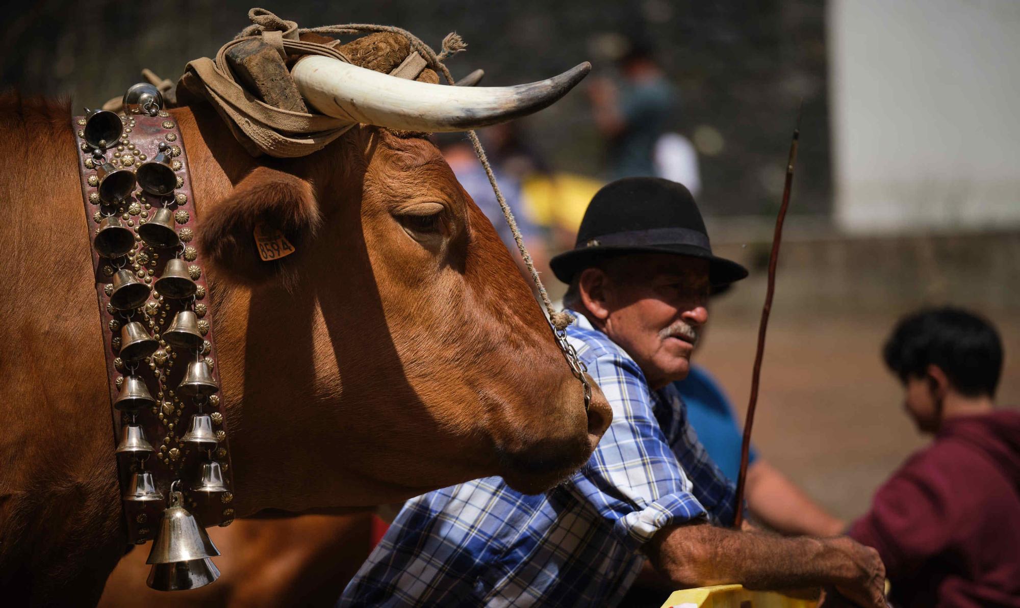 Feria de ganado en el Rosario