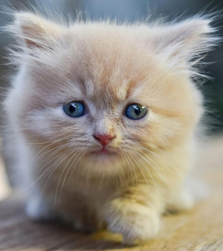 Así son los adorables gatos Munchkin, los animales enanos que están más de moda