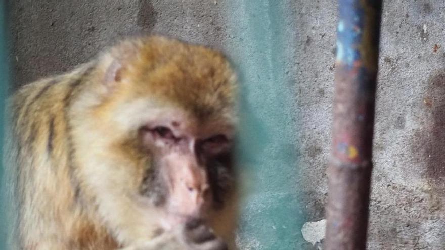 Dos macacos que vivían confinados en un granero en Alemania descansan en Primadomus de Villena