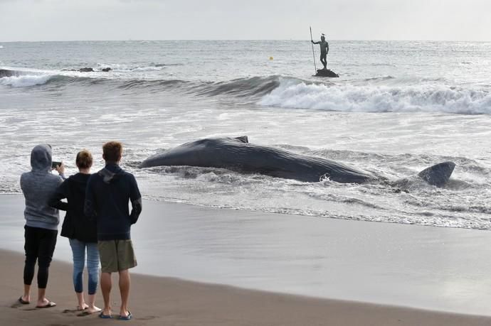 02-02-2019 TELDE. Cachalote muerto varado en la playa de Melenara. Fotógrafo: ANDRES CRUZ