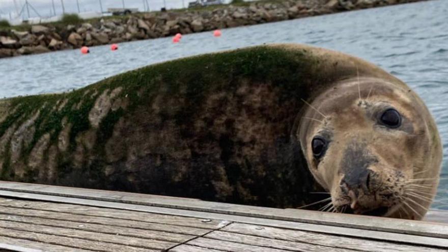 Cómo actuar al ver a un lobo marino como el que apareció en A Coruña