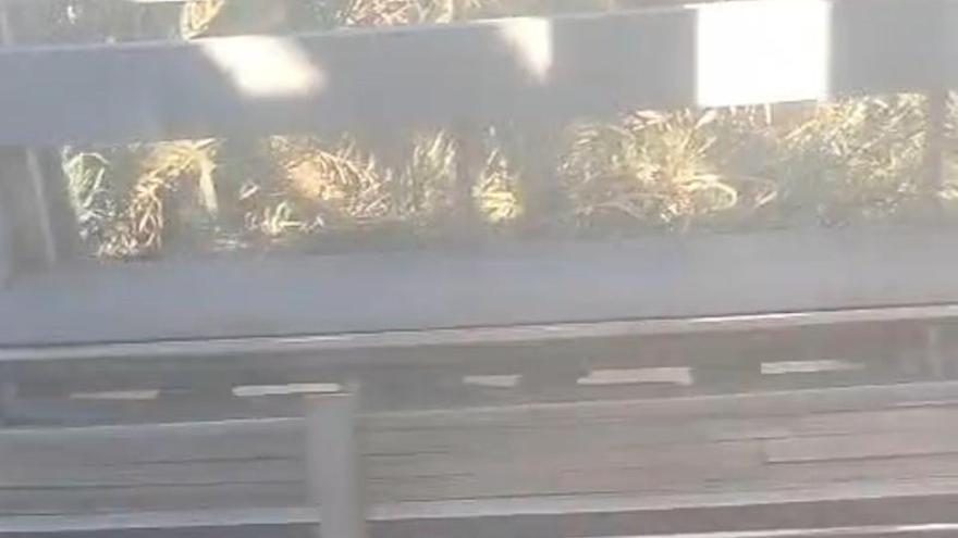 Així circulen els trens de Rodalies pel punt negre entre Alzira i Carcaixent