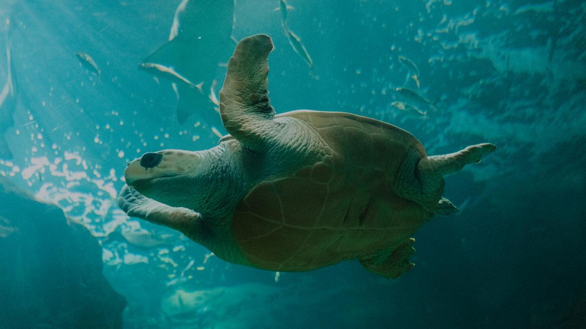 BIOPARC Acuario de Gijón está situado frente a la playa de Poniente de la ciudad