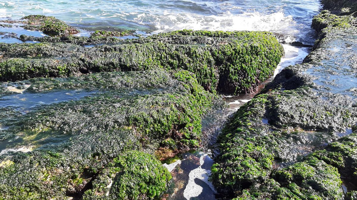 Ejemplares del alga medicinal ulva australis en la costa de Agua Amarga