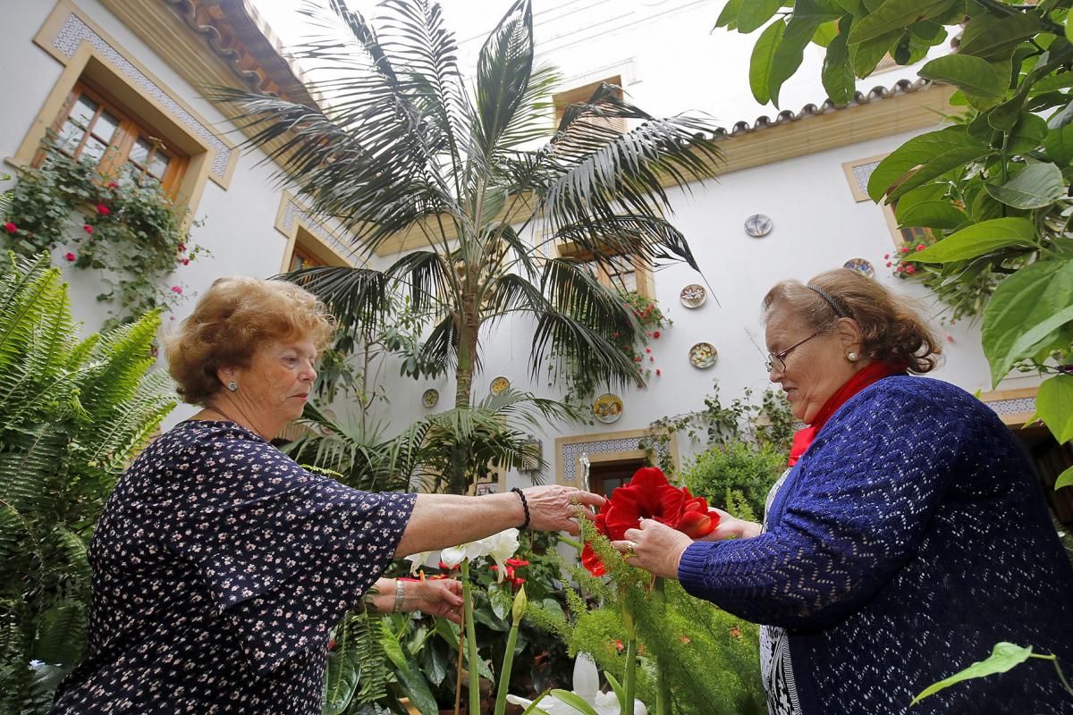 La kentia de Maese Luis, 9, premio a la Planta Singular del Concurso de Patios