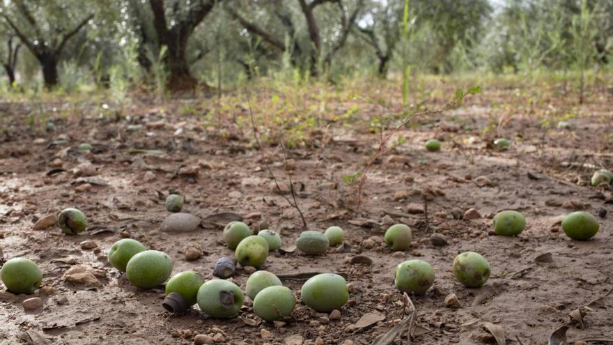 Repuntan los robos en el campo ante la desesperación de los agricultores: &quot;estamos desprotegidos&quot;