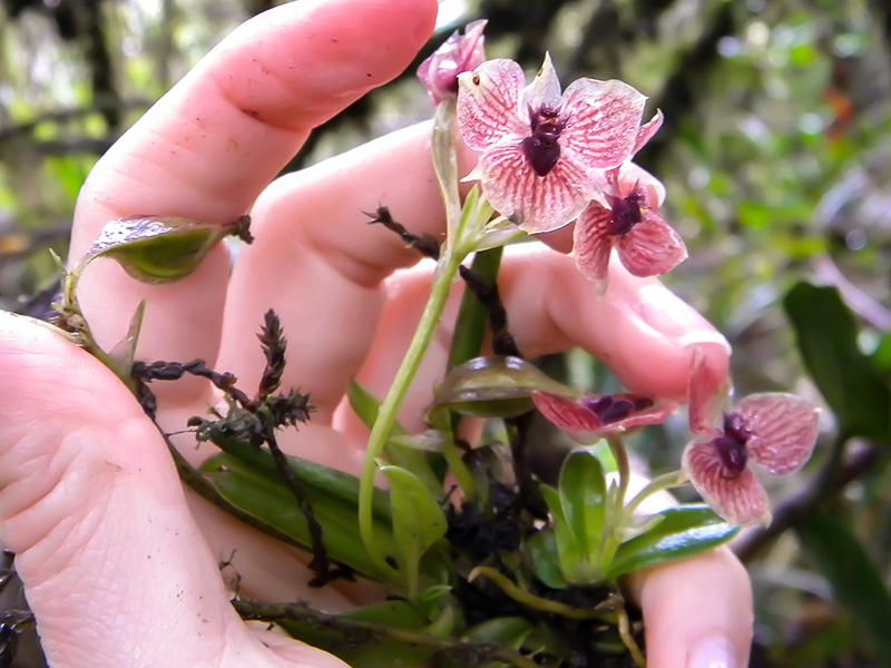 El 'top ten' de las nuevas especies descubiertas