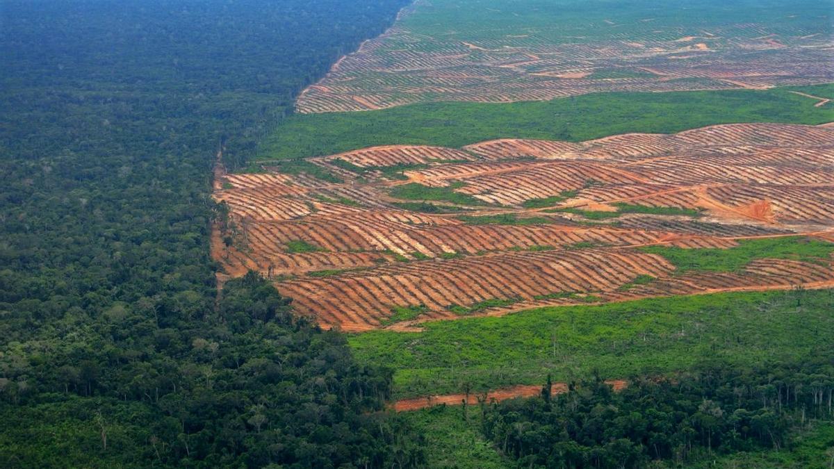 Deforestación en el Amazonas peruano.