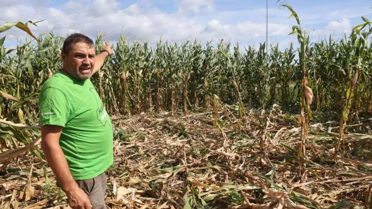 O Salnés retoma las batidas de jabalí tras un parón por el calor y la burocracia