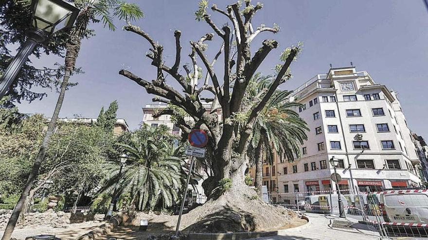 El ejemplar de bellasombra de la plaza de la Reina ha perdido parte de sus ramas por un proceso de putrefacción que ahora Medio Ambiente está estudiando.