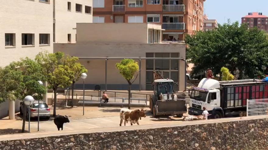 Intentan meter a los toros del encierro de la Vall en el camión del ganadero