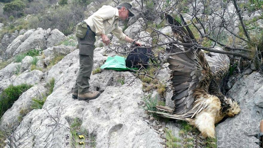 Las actividades humanas hieren o matan a entre 25 y 100 millones de aves al año en España