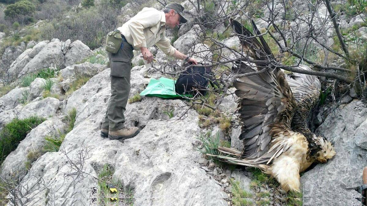 Quebrantauesos envenenado en Jaén.