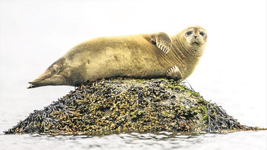 La Fundació Oceanogràfic estudia a Holanda com respiren les foques