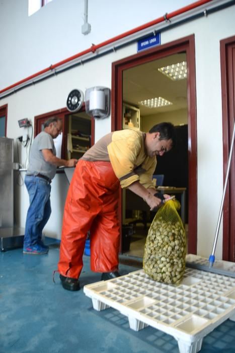 Rodeira salva el primer día del marisqueo a flote