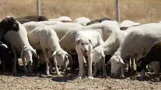 Los animales domésticos, también un peligro en la carretera: consejos para ahorrar sustos en los viajes