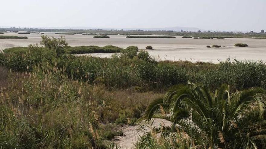 Ecologistas denuncian la sequía en una charca de El Hondo que recibe ayudas