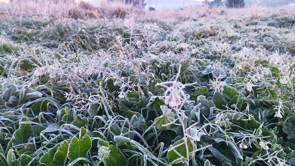 La vegetació, gelada aquest matí en la partida de la Lluca