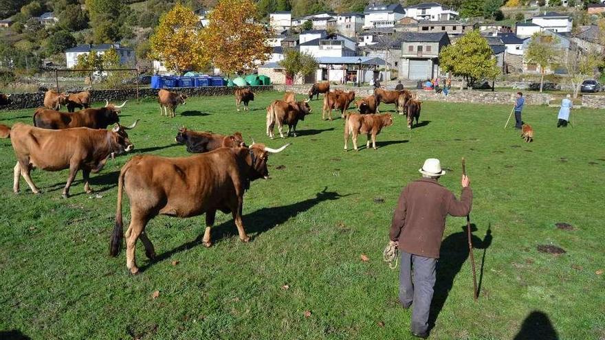 Desarrollo de una feria ganadera en la localidad de Porto.