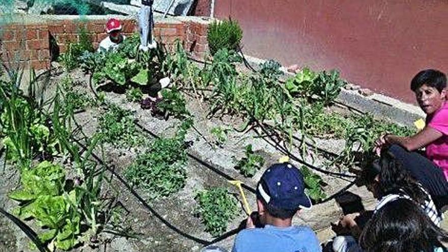 Huerto ecológico del colegio de Venialbo.