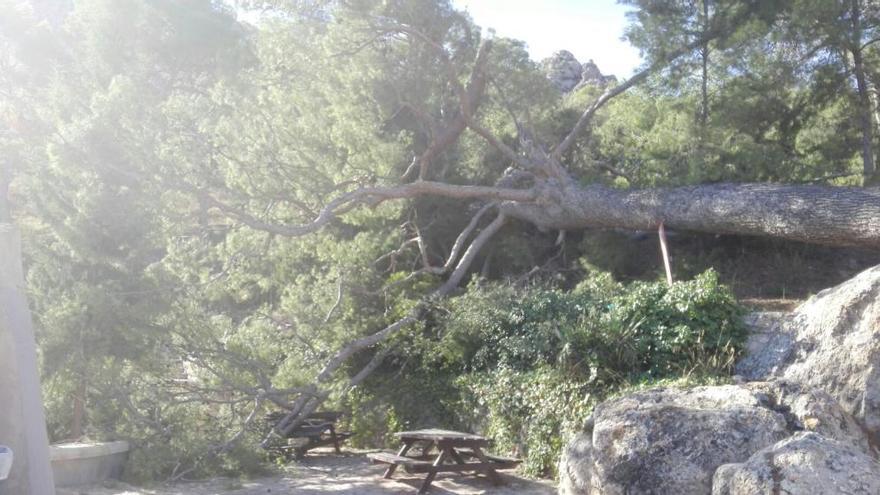 Un árbol centenario se cae en Jumilla