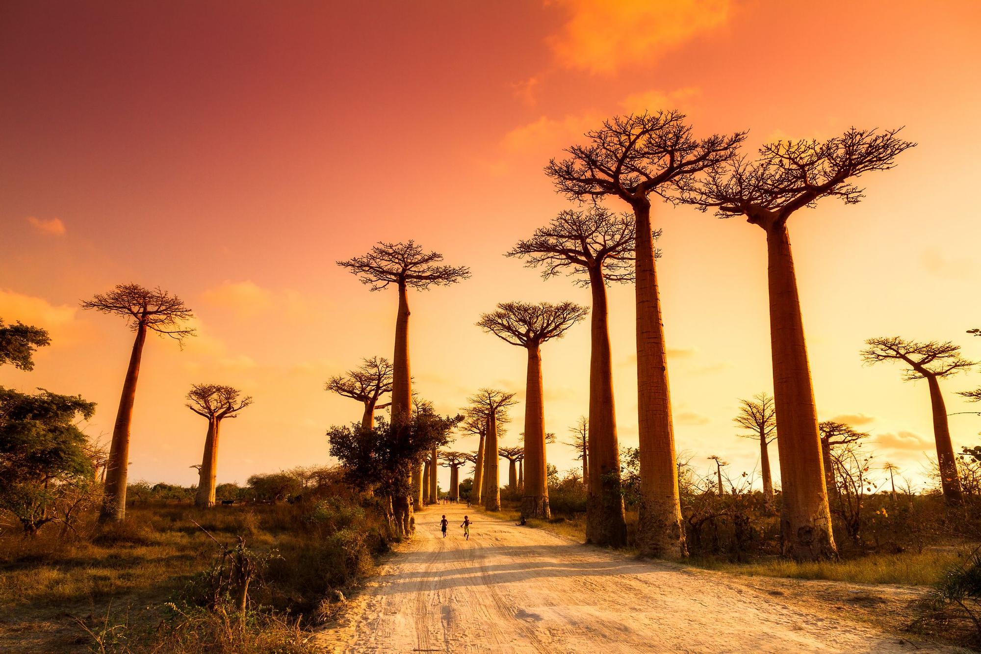 Madagascar está repleta de baobabs