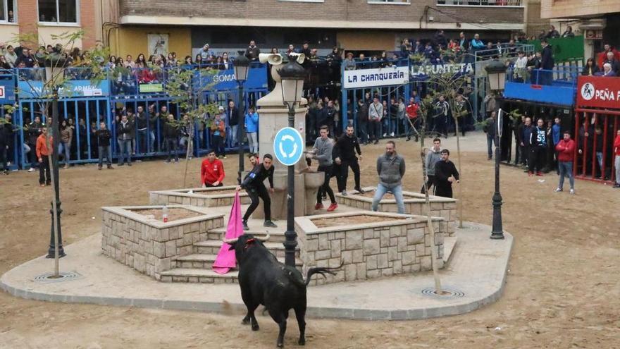 Dos toros cerriles de la ganadería Mollalta para la Pascua Taurina de l&#039;Alcora