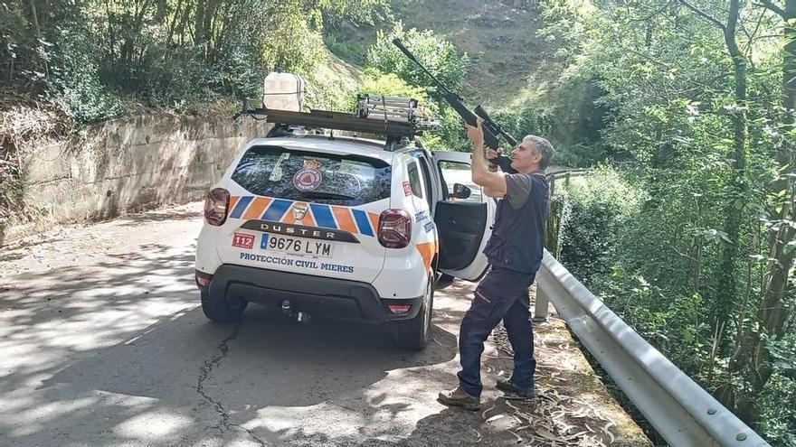 Operación velutina: así se combate la plaga de la avispa asiática