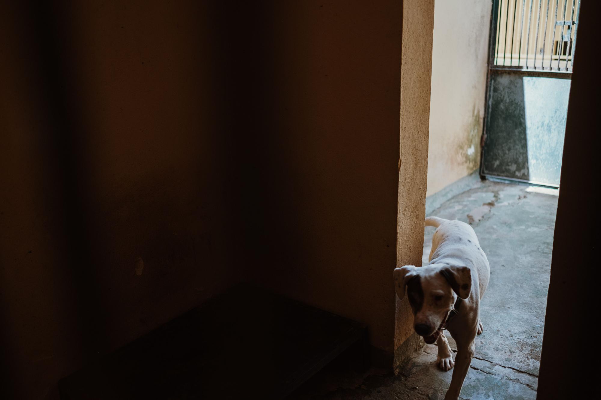 Abandono de perros y gatos en Mallorca: faltan voluntarios en Son Reus