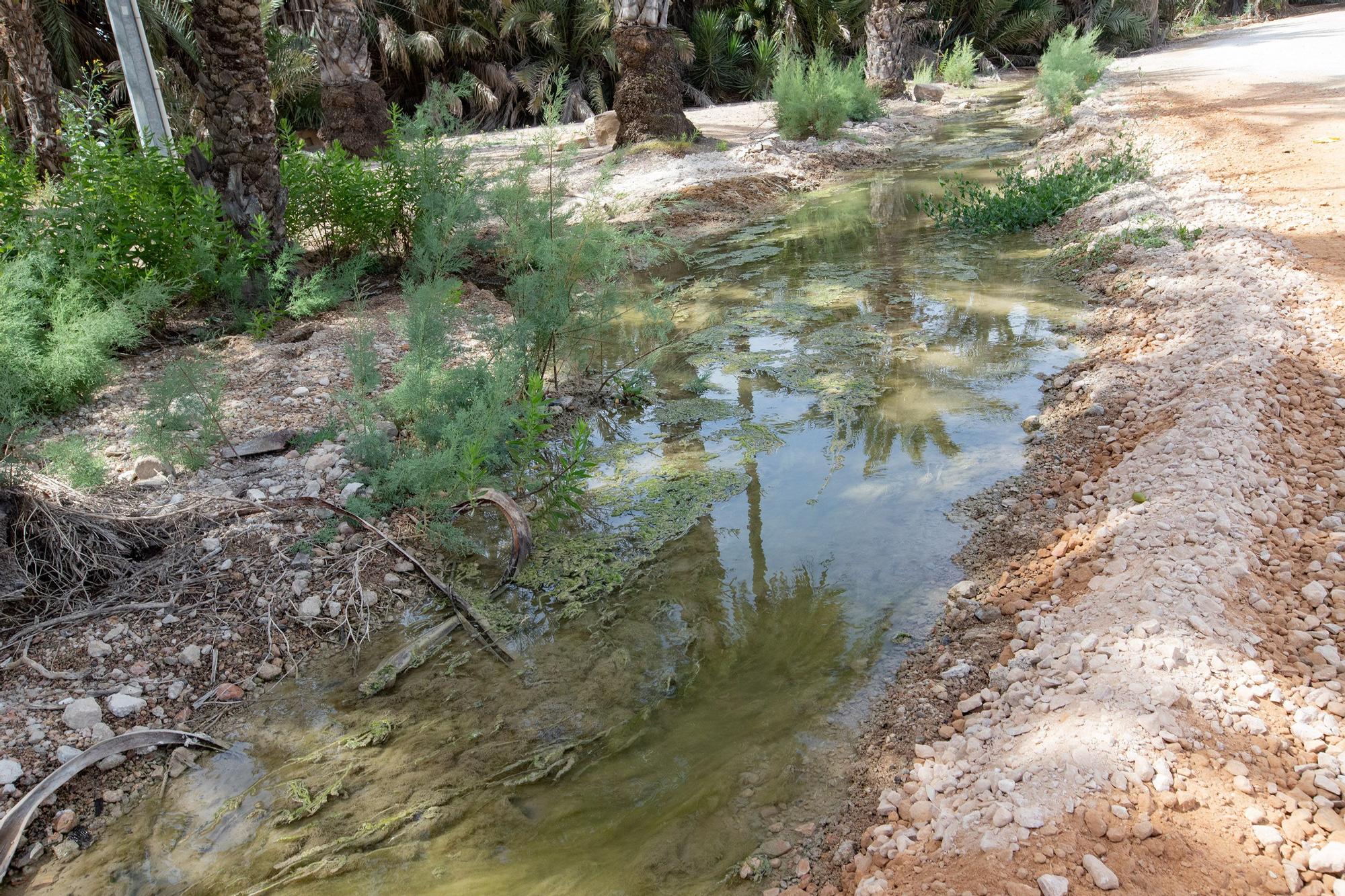 El agua de drenajes agrícolas con fertilizantes del Campo de Salinas desborda las fincas y llega a la laguna de Torrevieja