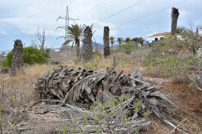 PALMERAL ENFERMO EN EL LAZO Y EL FONDILLO