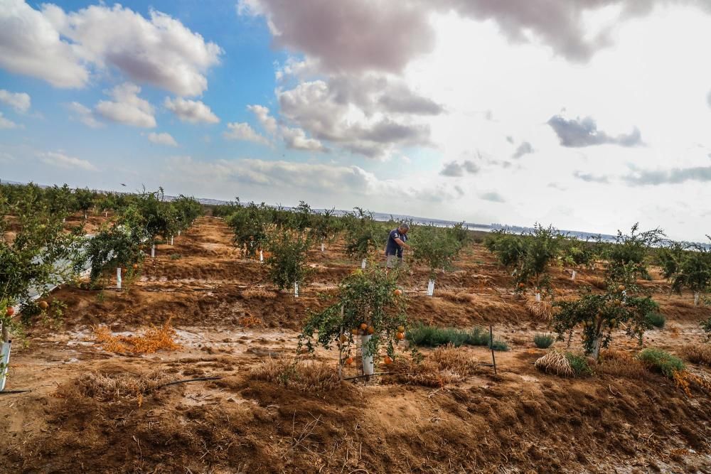 Una familia de agricultores de Elche escoge suelos torrevejenses para cultivar el fruto con denominación de origen