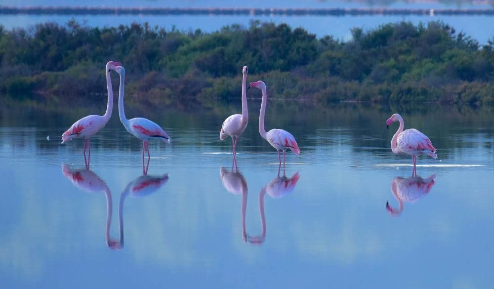 Flamencos en Ibiza