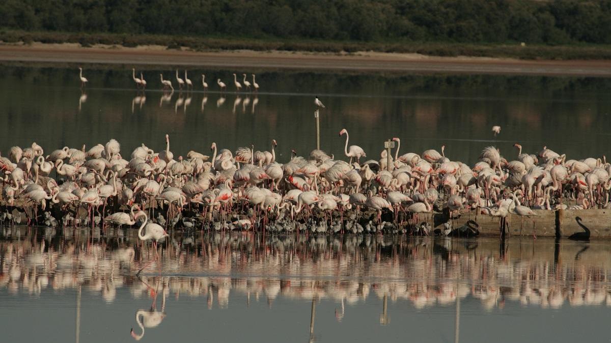 Flamencos en la Laguna de Fuente de Piedra.