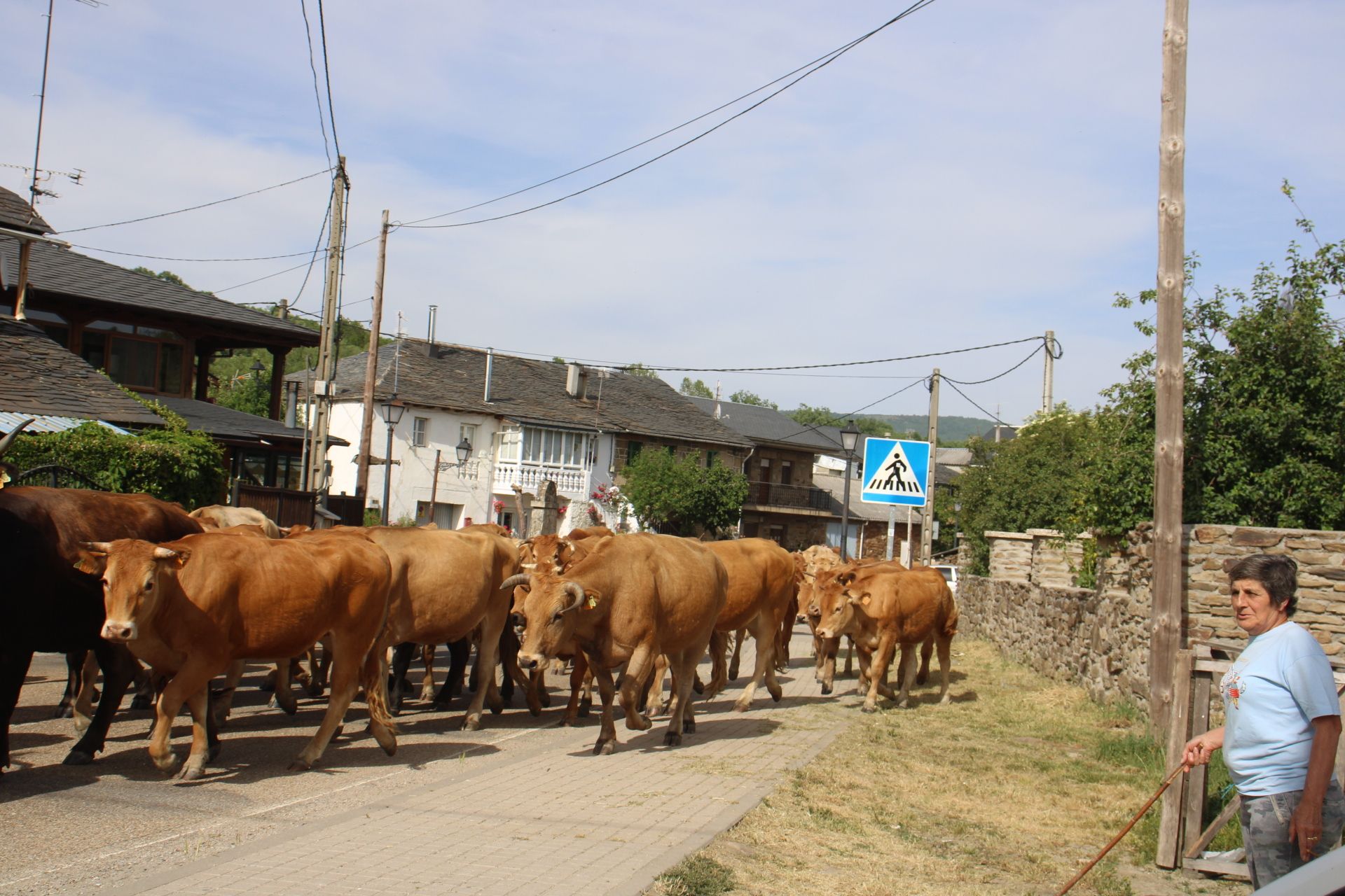 Trashumancia vacas sanabria. El ganado sube a la sierra en busca de pastos de verano