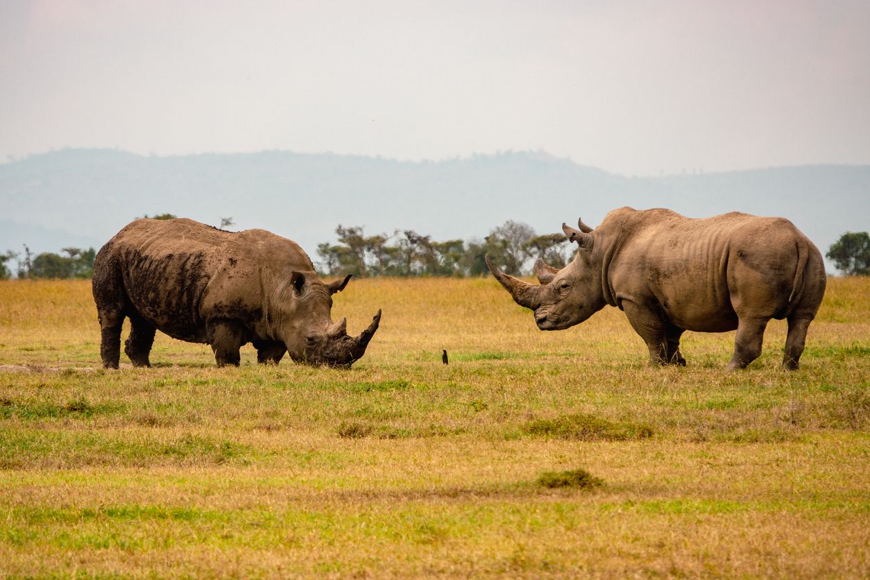Rinocerontes en Ol Pejeta, Kenia