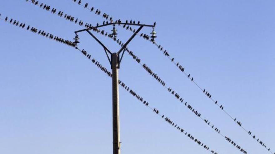 Una persona observa con unos prismáticos las aves que nadan en una de las lagunas del humedal.